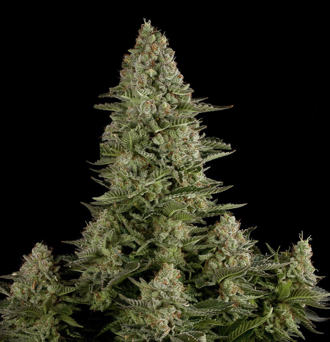 LA CREMM tweet media