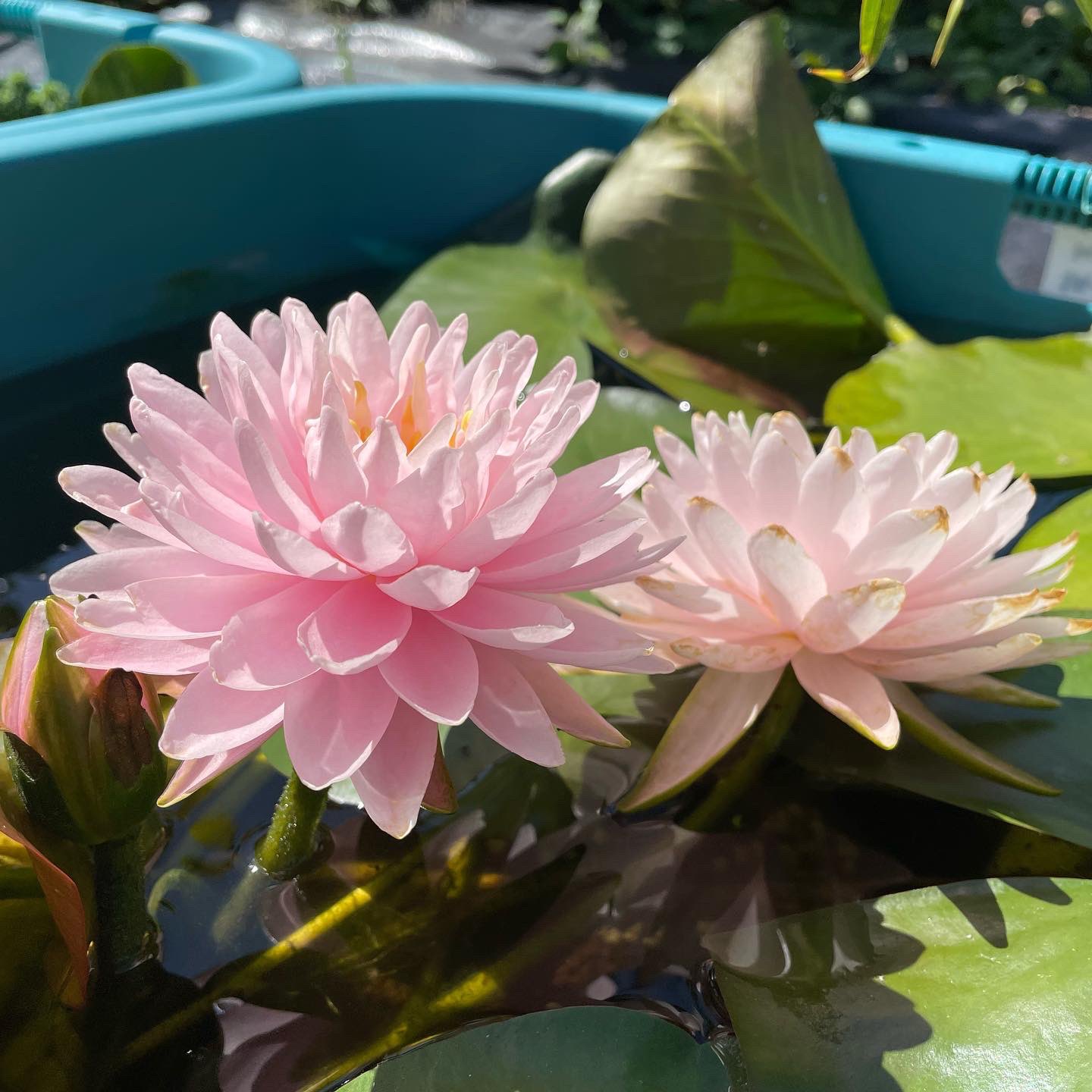 Giuseppe Almani Florence 蓮の花 赤ちゃん オブジェ 【公式通販】