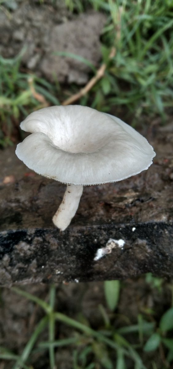 MdLifaz's tweet photo. #Clitocybe mushroom https://t.co/Gf7Mbj8bnH