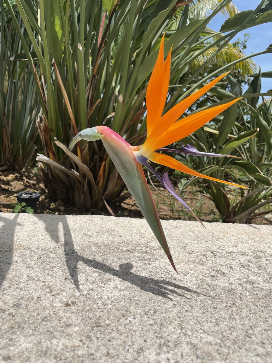 Jennaywayy's tweet photo. A Bird of Paradise flower in full bloom, I’m obsessed https://t.co/sL771hOzLo