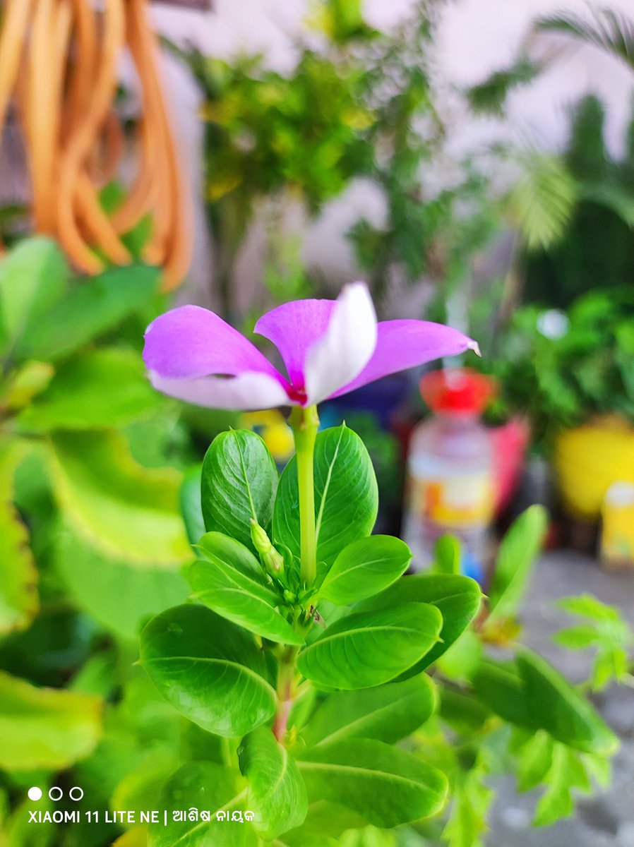 ashishnayakone's tweet photo. Something... Pro Color Apply before shot ..
Which one is best ... 📷
#protography #ashishnayakone 
© @ashishnayakone  🔥🔥
Shot on Xiaomi 11 Lite NE https://t.co/AHr8lIR5VJ