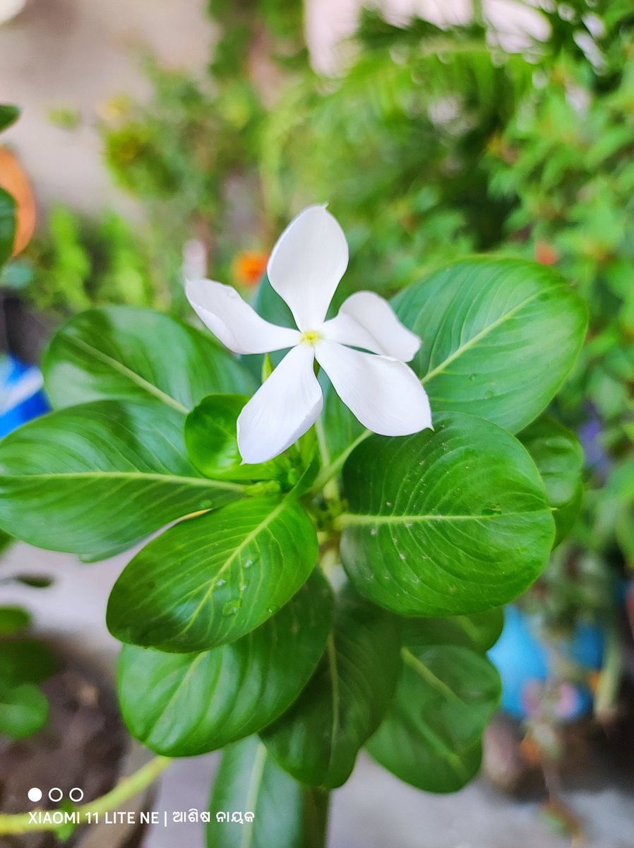 ashishnayakone's tweet photo. Something... Pro Color Apply before shot ..
Which one is best ... 📷
#protography #ashishnayakone 
© @ashishnayakone  🔥🔥
Shot on Xiaomi 11 Lite NE https://t.co/AHr8lIR5VJ
