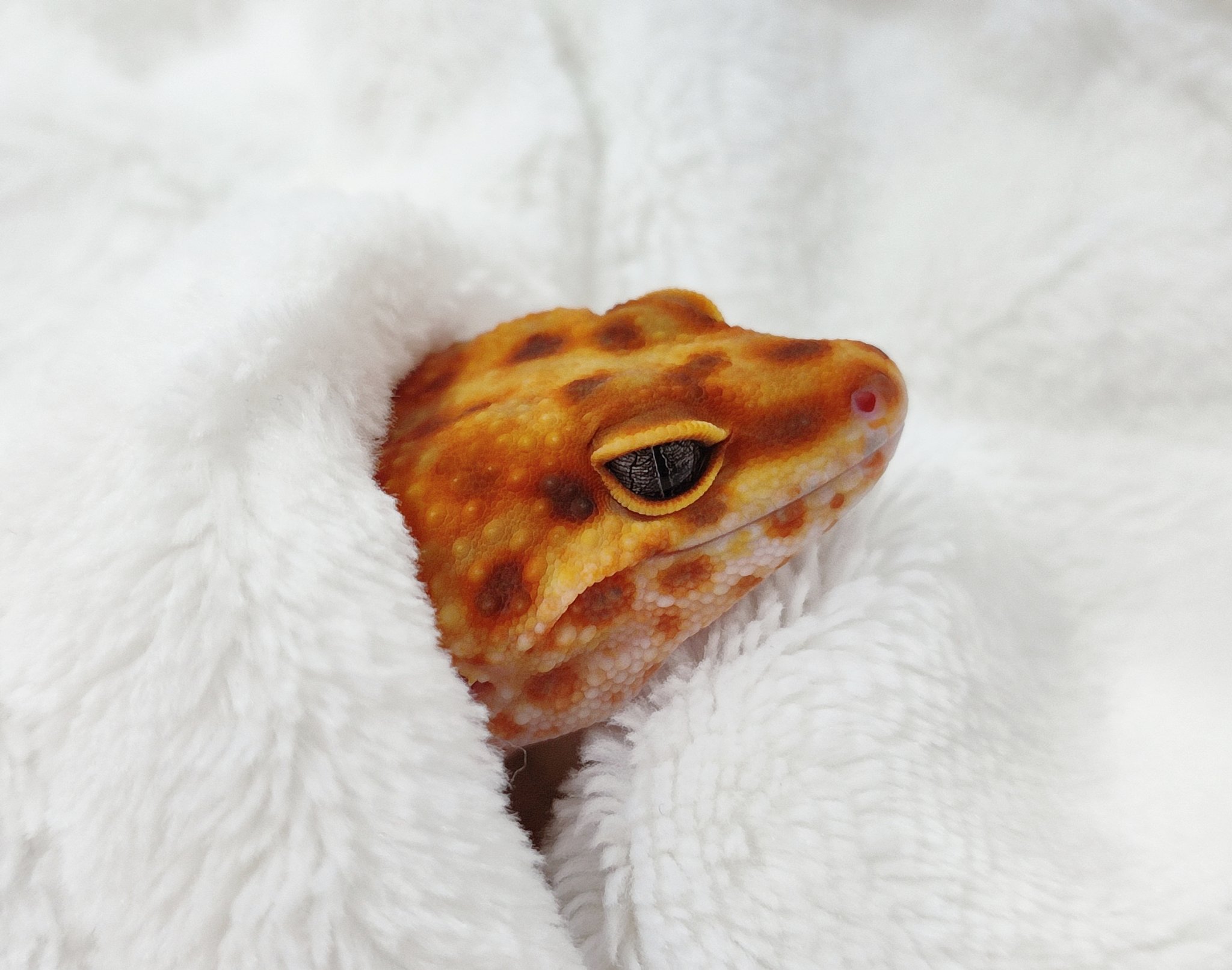 Kaori 大好きな毛布 赤ちゃんみたいなトラちゃん 可愛いね 爬虫類 ヒョウモントカゲモドキ レオパ レオパードゲッコー T Co Ikwgegpqwm Twitter