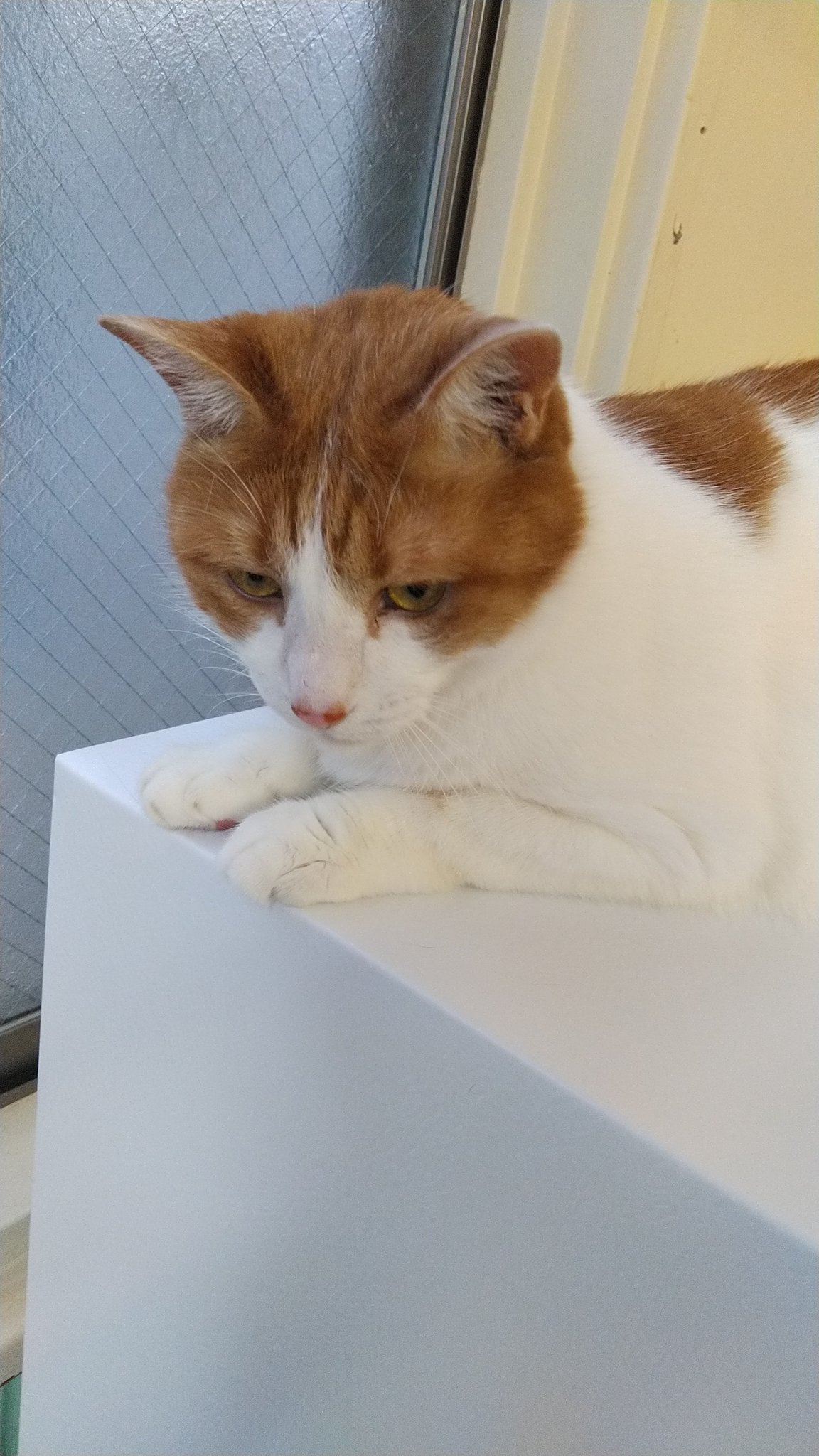 ねこのひみつ基地 Nekohimitsukiti Twitter