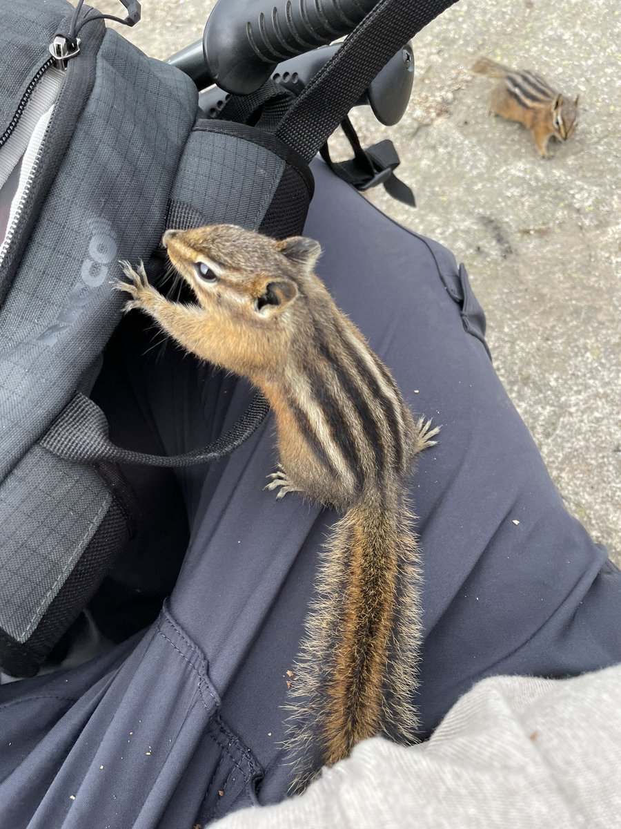 jamesfrombc's tweet photo. Mr. or Ms. Chipmunk, what exactly do you think you’re doing? https://t.co/DHeqUAGIsR