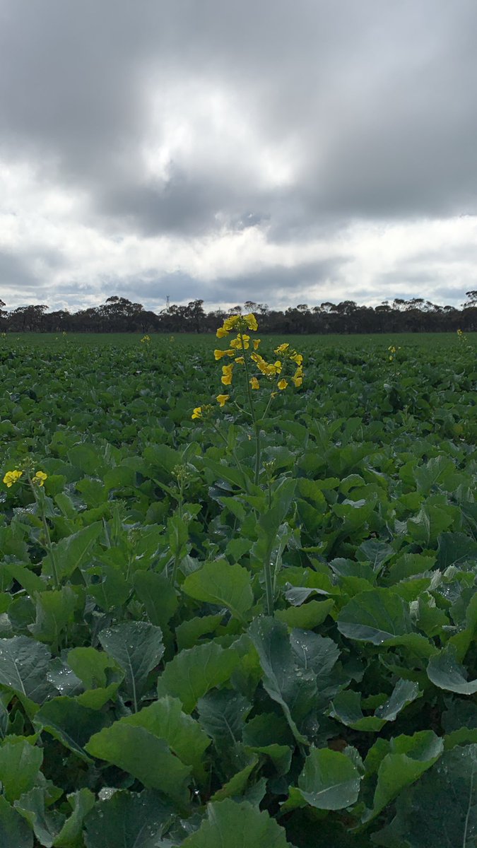 hazzac05_'s tweet photo. Few flowers starting to pop up in the BIDGEE TT 👌 https://t.co/lYTdtTYMEH
