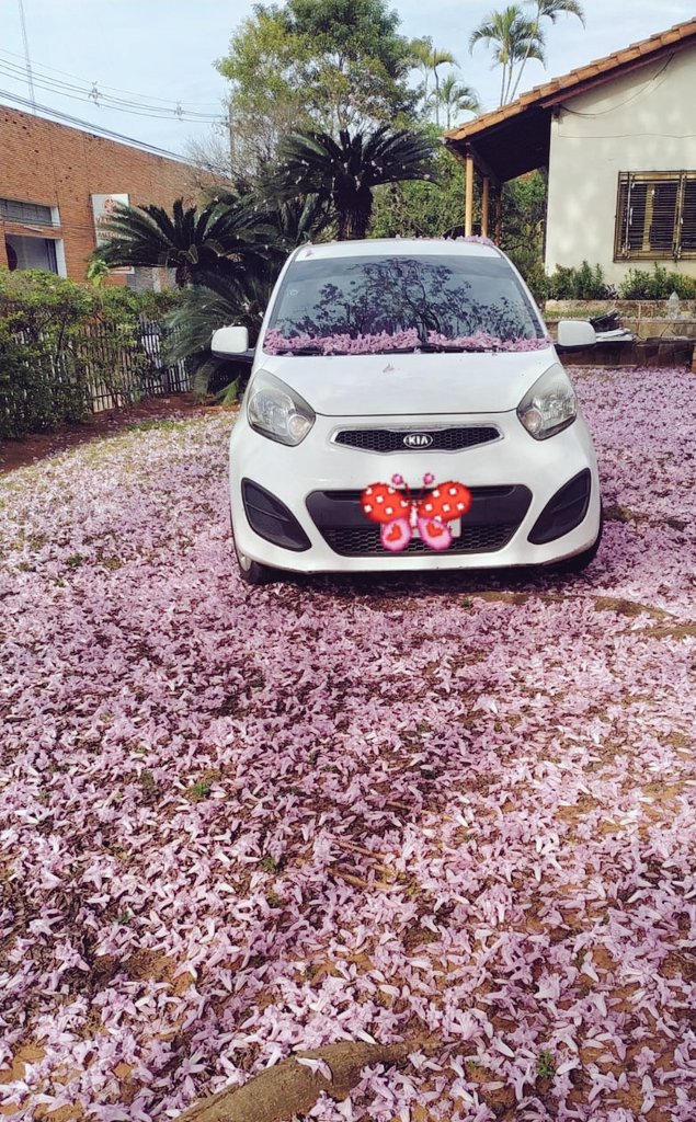 Estebankote's tweet photo. La alfombra de lapacho rosa más linda de Asunción 😍 https://t.co/5qGiLOwXlo