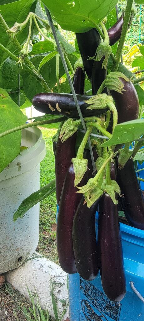 BigMillBB's tweet photo. Wow, prolific eggplant in my Rain Gutter garden https://t.co/3heKzX3DHD