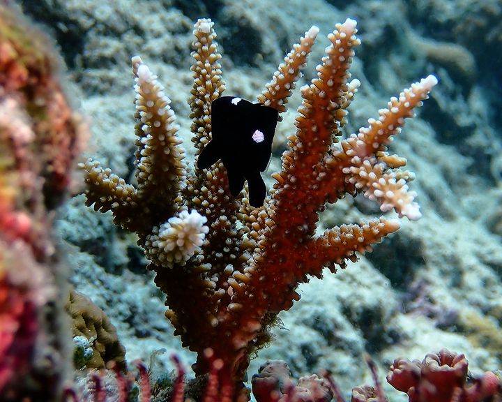 New growth and new life. Young coral growing after a period of disturbance. With just one Damselfish living within.