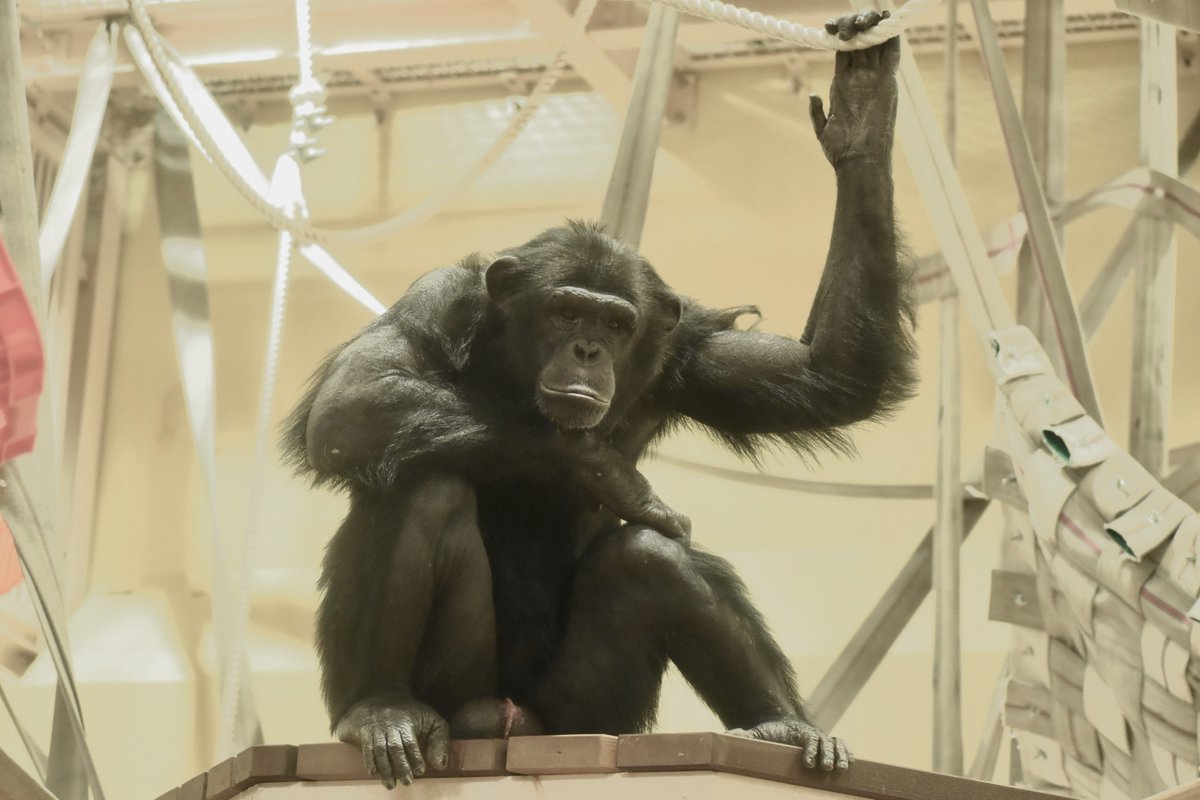 今日は #チンパンジー の #リキ の 11歳の #誕生日 ！ おめでとう