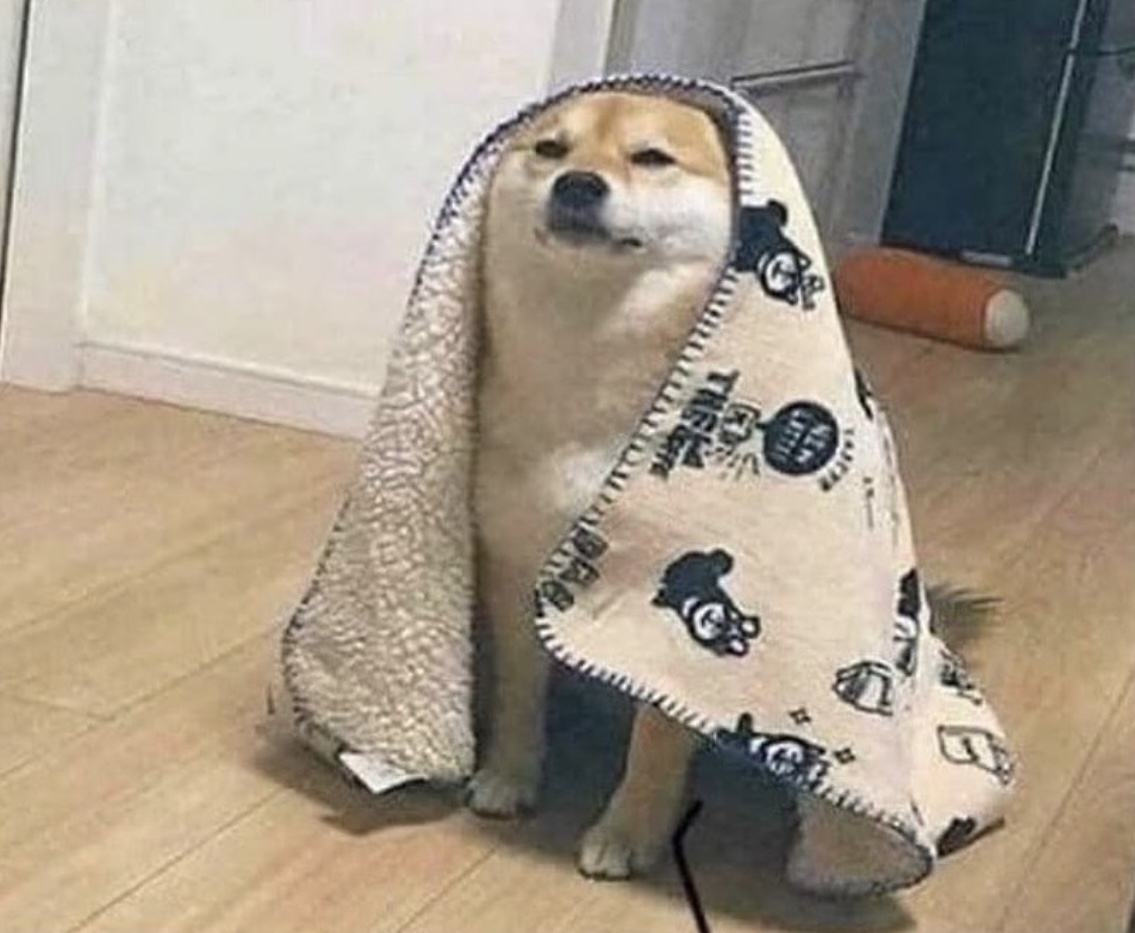 Mi perro acompañándome por mi quinta cena a las 4 de la mañana.