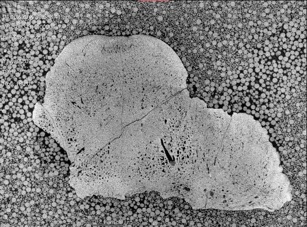 Excited that my abstract for SVP 2022 was accepted! Here's a sneak-peak at my poster presentation. It'll be based on Synchrotron scans of the only known specimen of the problematic pachycephalosaurid Gravitholus albertae. #2022SVP