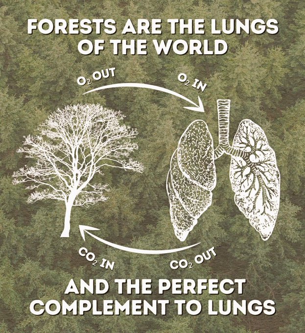 The best way to take care of your lungs is to supply it with clean air.

#SaveForest #CleanPune #GreenPune
#airquality #airpollution