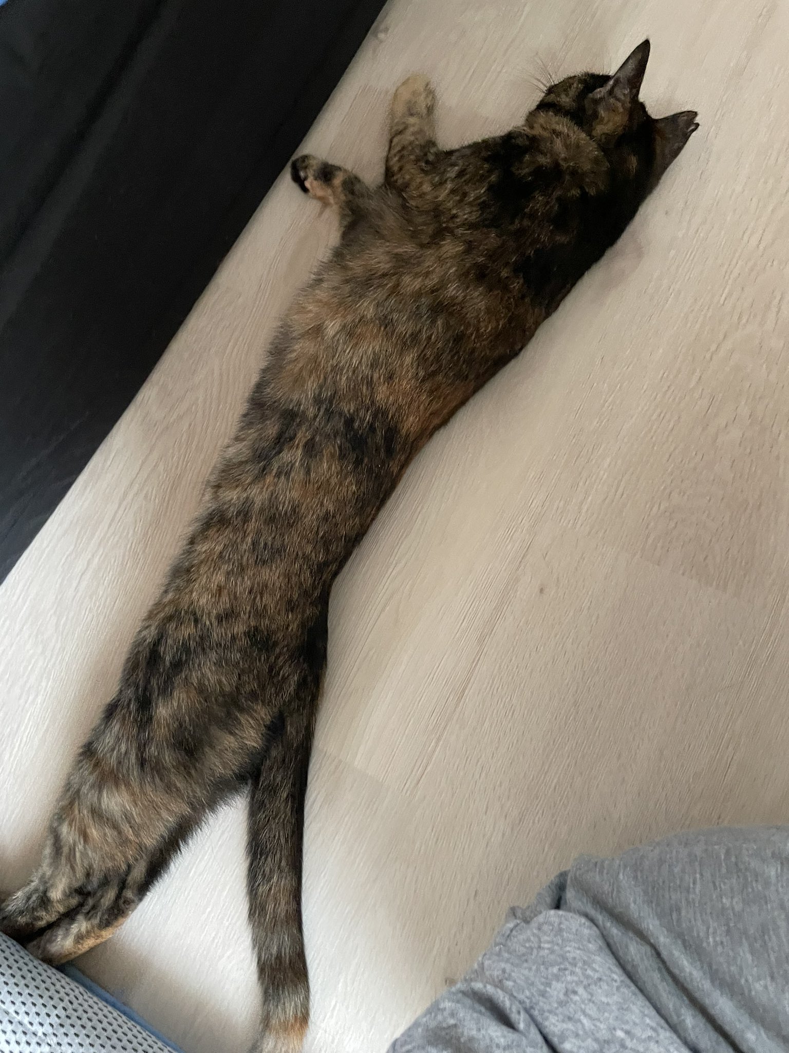 Emsa Bewith 起立ーー 猫 ネコ ねこ 伸び した瞬間 真っ直ぐ ピーン T Co Sl9quws9dq Twitter