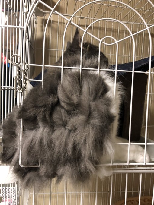 昨日りおんくんを健康診断に連れて行ったんだけど、めっちゃ健康で安心した☺️
病院のおばちゃんがりおんくんおっきくなったかな〜?ってキャリーバッグ開いたら、でかっ!!!!!って言ったらしくて話聞いててめっちゃ笑った。
もっと大きくなりな... 