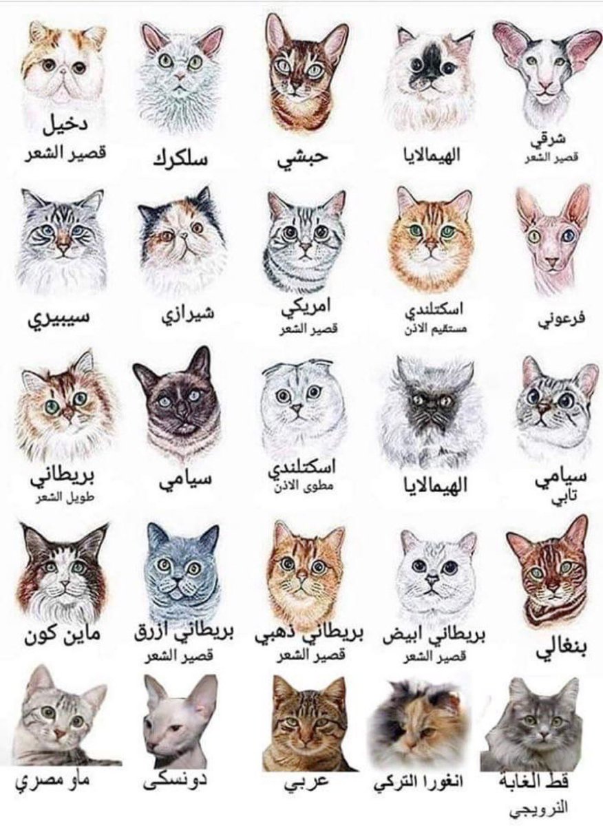 أنواع القطط