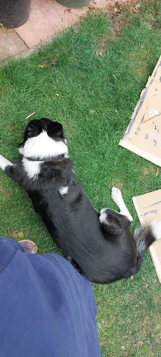 ArtistZara's tweet photo. My helper for the day. Mostly digging up the grass and pretending to eat stones. What does your dog do for attention? #attentionseeking #bordercollie #dogsoftwitter #dogoftheday @DogRatemy https://t.co/n2z8FgcDIo