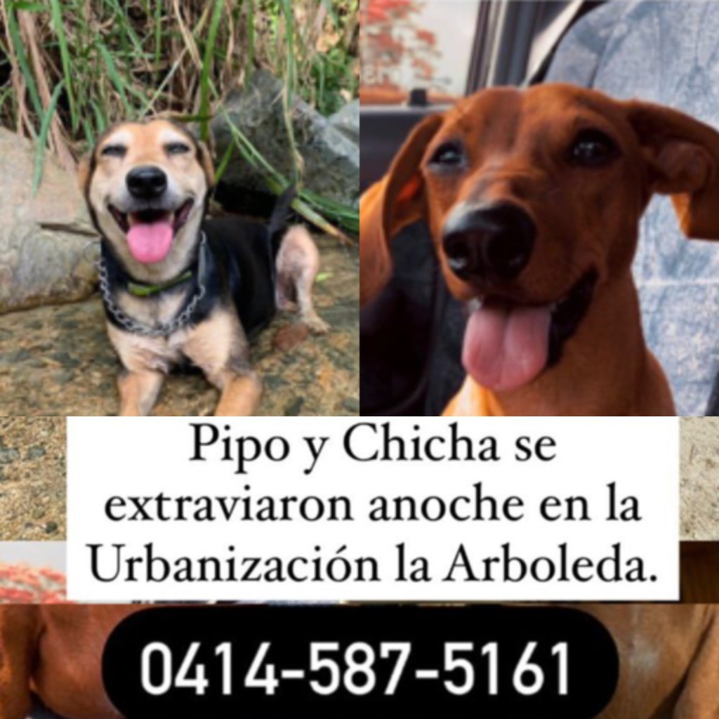 NucleoNoticias's tweet photo. Pipo y Chicha se perdieron en #Maracay por la Arboleda. Si alguien los ha visto por favor llamar al 04145875161.
Sus dueños están desesperados y solo quieren que aparezcan sus mascotas... 
Ofrecen recompensa a quien los devuelva. https://t.co/Vt6txnloig