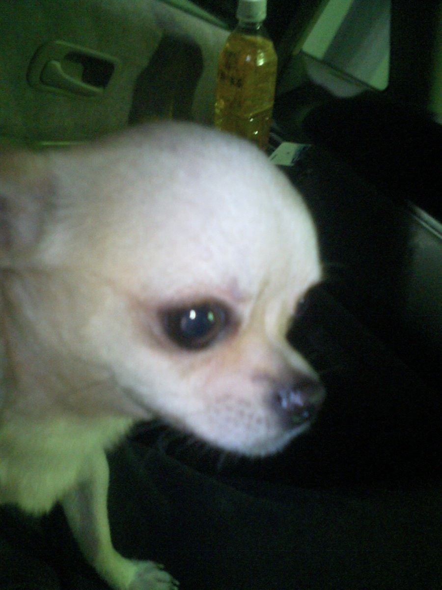 CrDoubl's tweet photo. Photo taken on December 18, 2004

His name is "Copy."
He is the cutest ChiChi in the world.

He still licks my hand in my dreams❤

@ChiChiverse_NFT https://t.co/zXHeqpJzXb