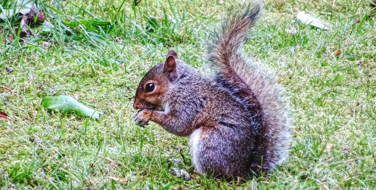 NottinghamSun's tweet image. Naturists generally are also naturalists ie interested in or to make observations of the relationships between organisms and their environments.
Nottingham Sun Club is a great place to be for both, the fauna and flora are spectacular at NSC.