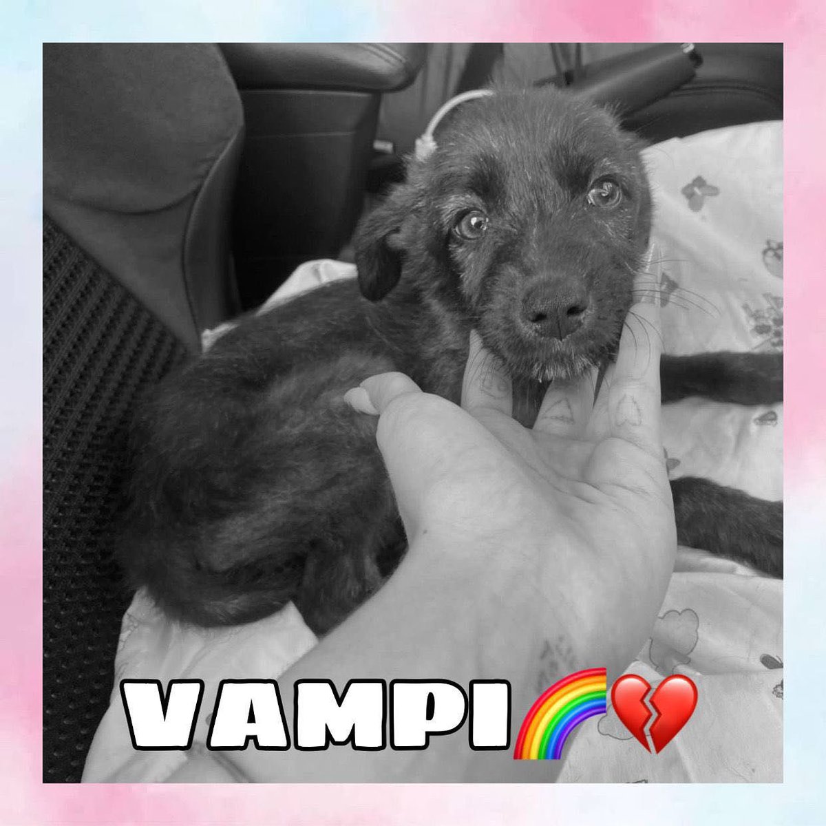 perrosdemalaga's tweet image. VAMPI ❤️‍🩹
No os traemos buenas noticias... 😞
Parecia que mejoraba...incluso teniamos una acogida preparada para ella 
Empezó a comer sola pero tenia todo el rato hipoglucemias, no controlaba bien la glucosa