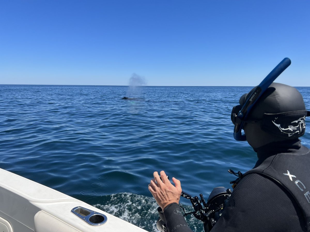 Great day on the water photographing minke and humpback whales with (fully permitted to approach marine mammals) <a href="/keithellenbogen/">Keith Ellenbogen</a> !!! <a href="/CLEAR_NUlab/">Northeastern CLEAR</a>
