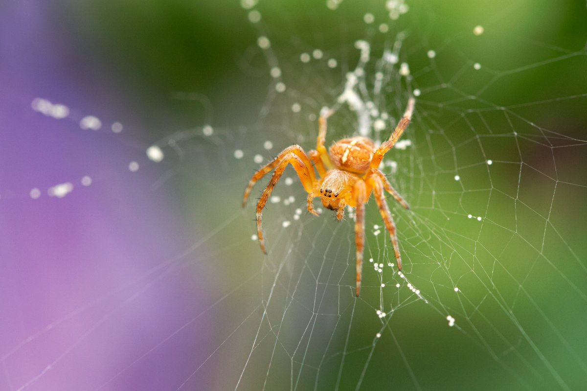 steefvanes's tweet photo. Kruisspin..
#spin #staatsbosbeheer #zuidhollandslandschap #macro #macrophotography #insectphotography #Zoetermeer #waarneming #insect #sonyalpha #sigma105mm https://t.co/kLPULxn366