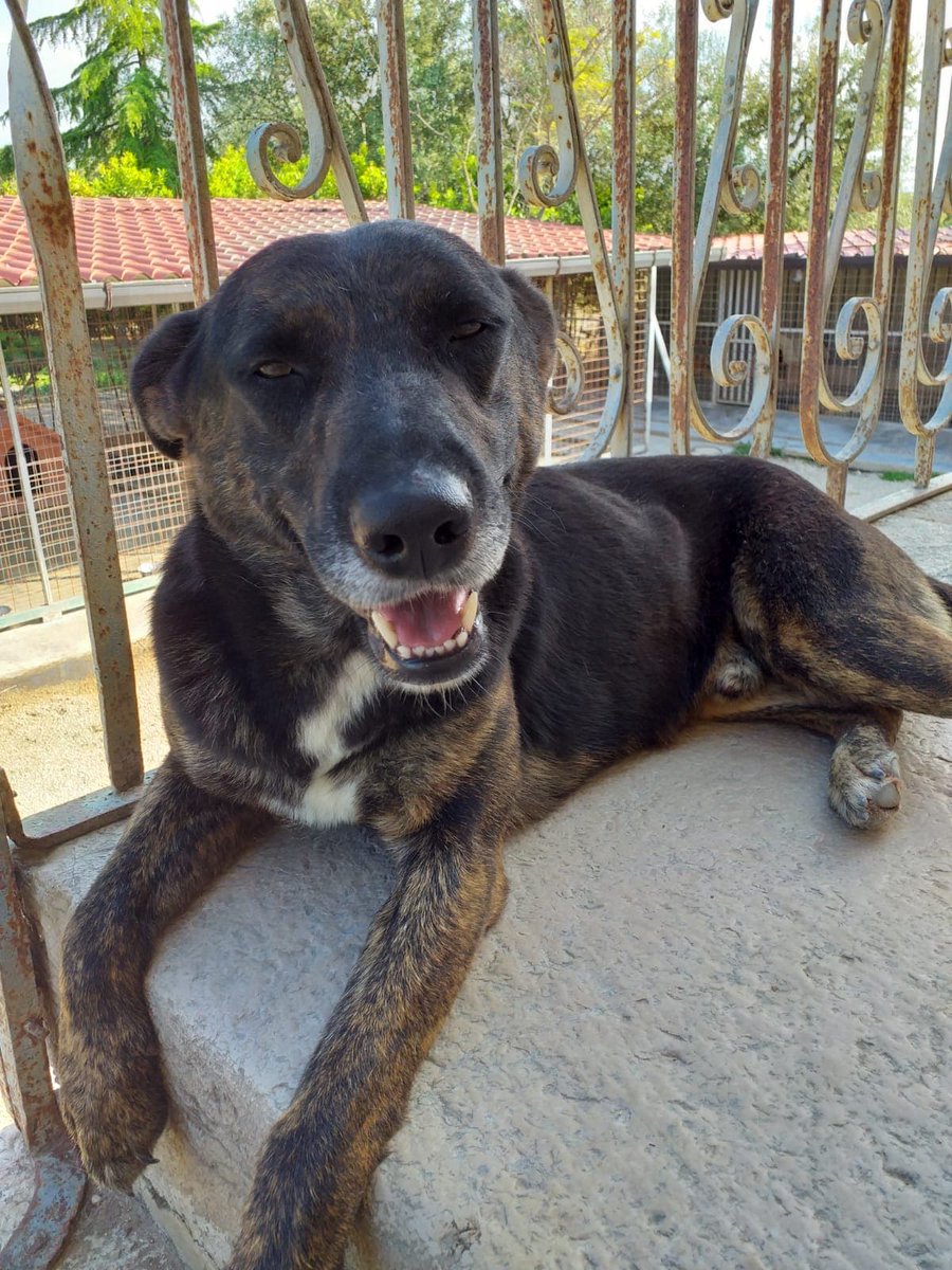 PETfriendly tweet media