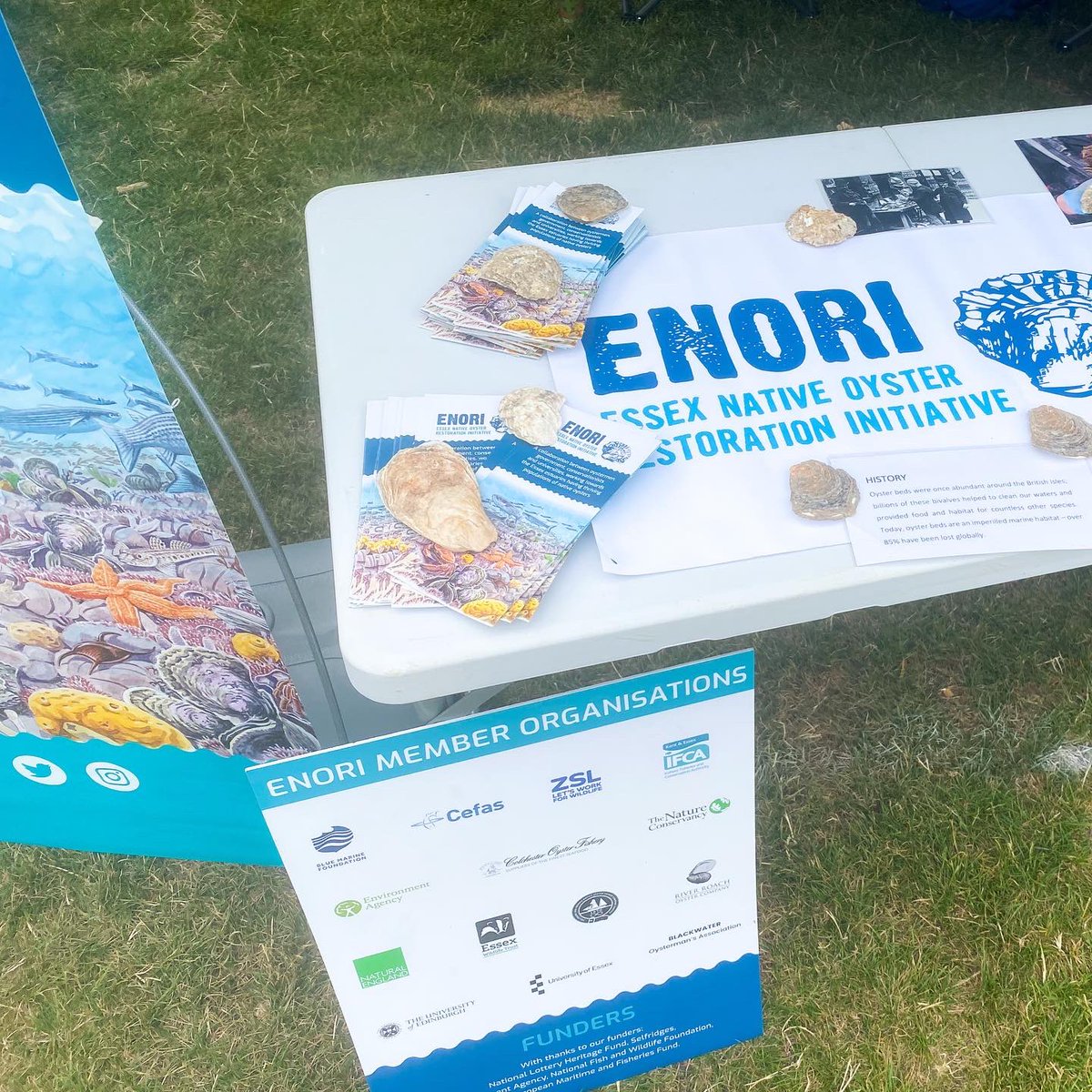 Come and say hello to us at the ENORI stand at the #colchesterromanfestival today in Castle Park to learn about #nativeoyster restoration in Essex!