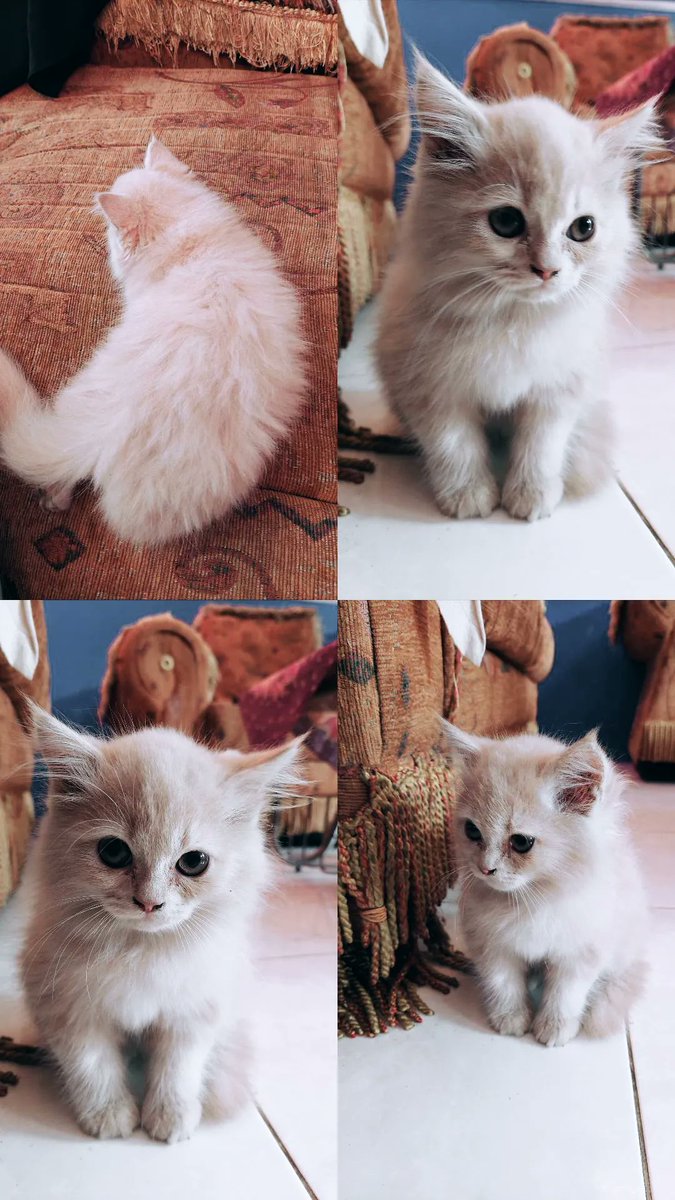 anggitaspecies's tweet image. Quppa 🐱 so smol