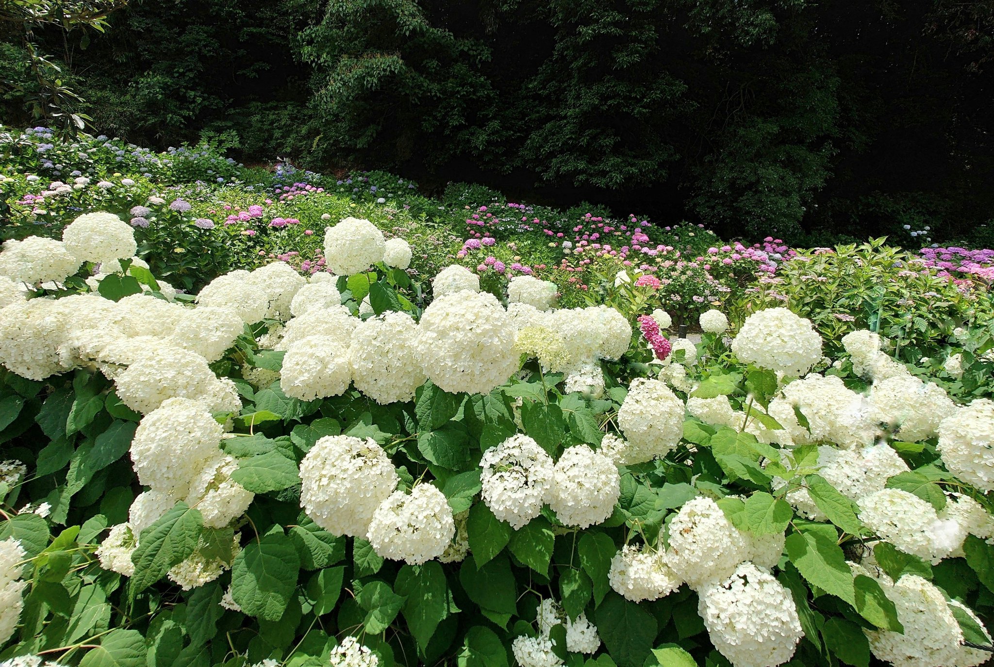 Seiren 22 梅雨の花https T Co Dfoth0qsnn Twitter Seiren 22 梅雨の花https T Co Dfoth0qsnn Twitter