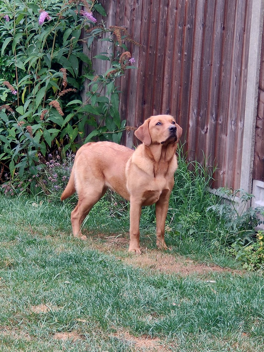 TeddyEdward2021's tweet photo. "Birdies av been takin libertybobs while I was away! I can see a pack of them on my roof! I am keepin both neyes on the situation until I finds a solution 👀" 🐾🐾🐕‍🦺 #dogsoftwitter #redfoxlab #labrador #birdinvasion #doggieonguard https://t.co/IHBWY4IeEz