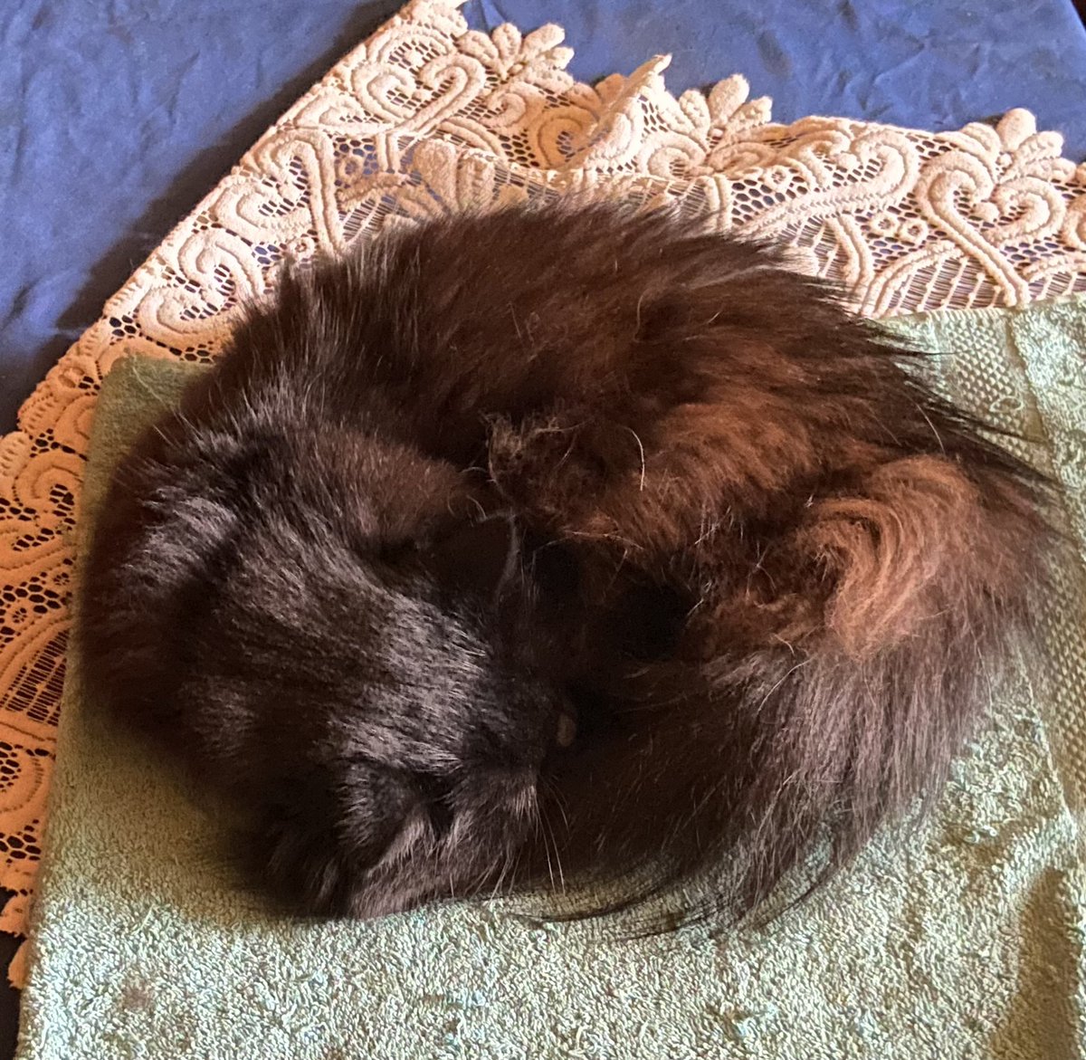 egmond13's tweet photo. ❤️Snoopy ligt lekker te slapen
#CatsOfTwitter #CatsOnTwitter #sleepycat #catzilla #lazycat #meowski #littleballoffur https://t.co/L9EByP7rXQ
