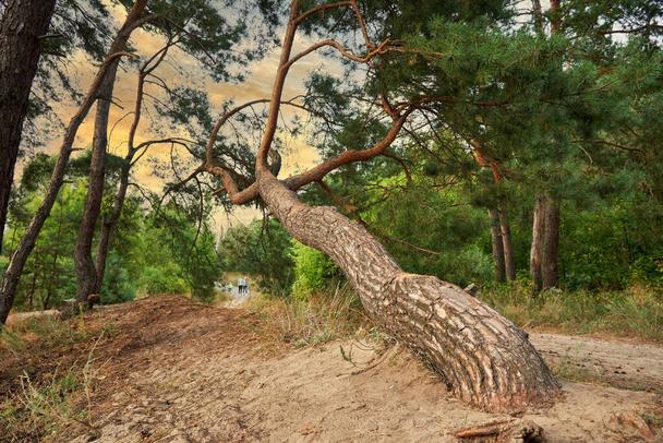 Y ve Z sınıfının diktiği ağaçlar..
#kpss2022