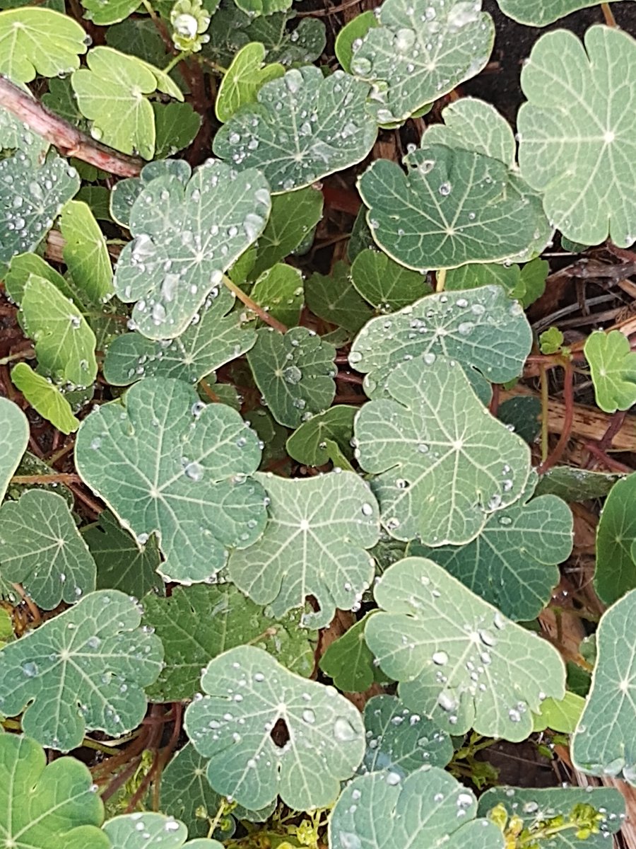 HermensMoestuin's tweet photo. 2/2
Je kan alles van deze plant eten en ze hebben allemaal pitje. De knollen in de winter. Het blad in lente en zomer. En de bloemen met een zoetje vind je in de late herfst.
#mashua #knolcapucien #knolpower #knollen #knol #root #oostindischekers #familie #famille #family https://t.co/a5LkdSbg9L