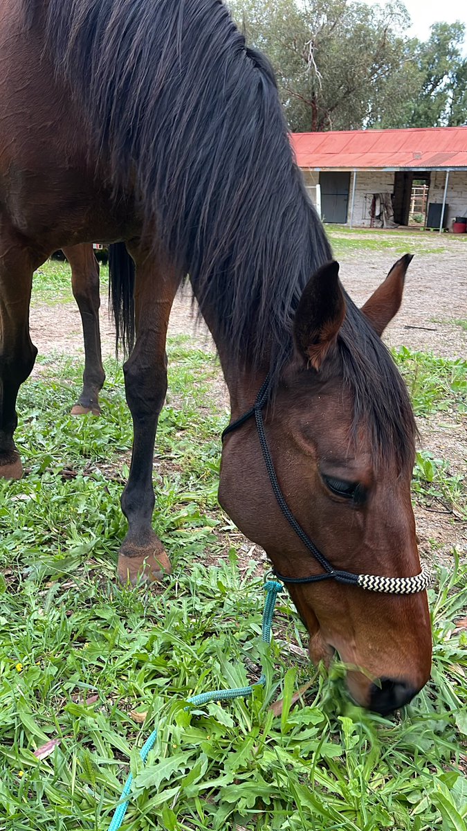 We must create a space in academia and research for balance. #phdchat #phdlife #phdmom #phdmum #horsemum #ottb
