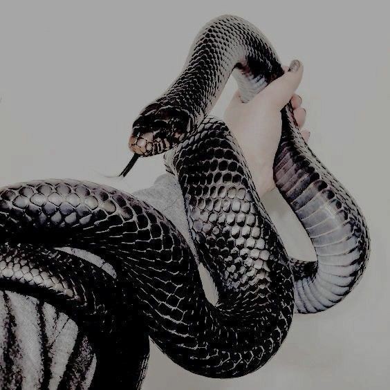 ErisDivinite's tweet photo. #SeductiveSunday https://t.co/bpe3ehB0VU