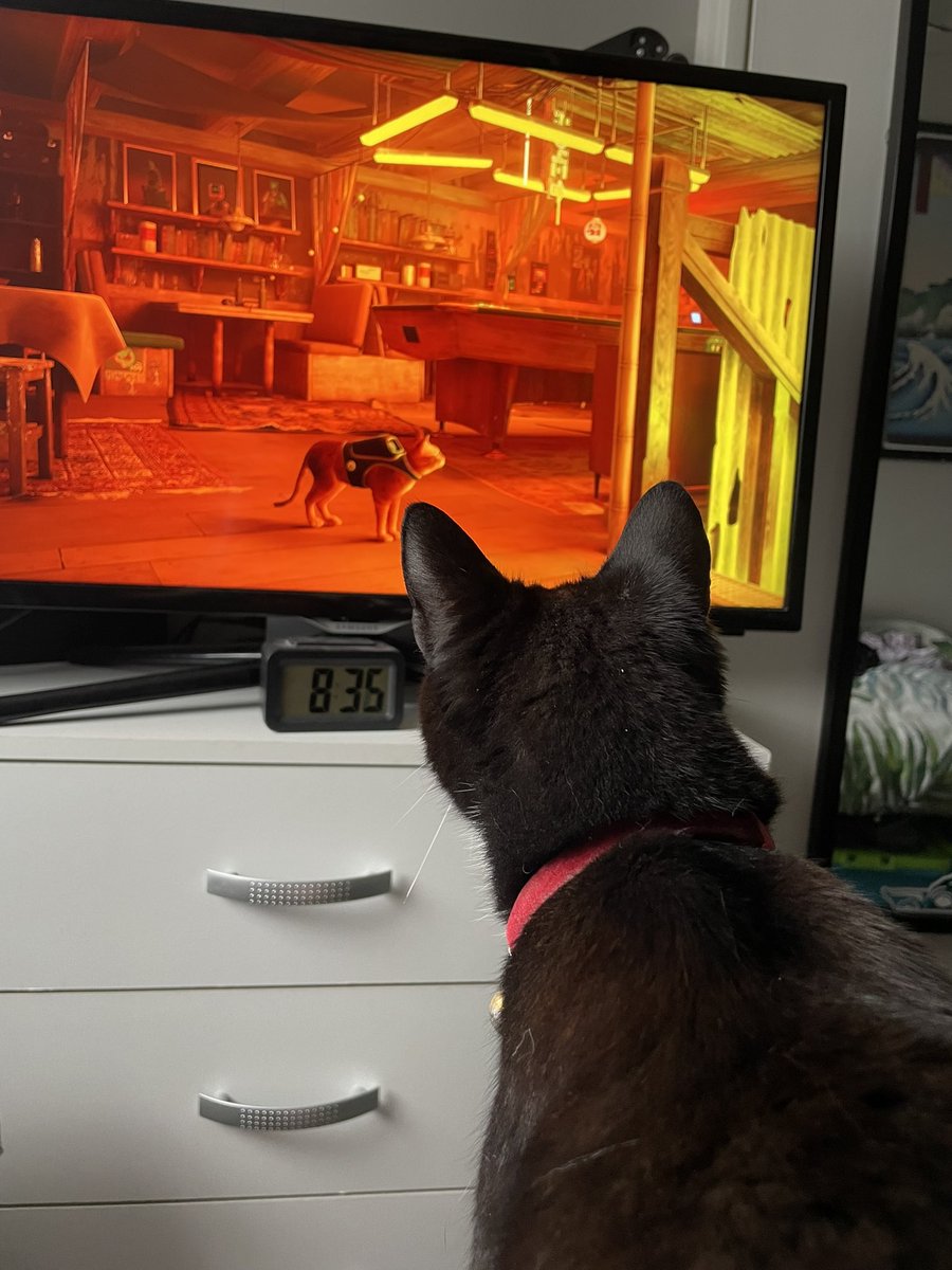 charboothy's tweet photo. My cat Ivy is very much enjoying watching me play #Stray! She was stood on my lap watching like this for ages 🥹😻 #PS5Share @HKdevblog https://t.co/MRAFSf6d9r