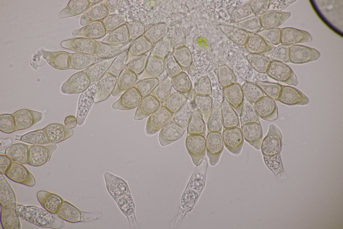 RPilze's tweet photo. Puccinia circaeae ex Circaea lutetiana
#Pucciniacircaeae #Puccinia #Circaea #Circaealutetiana #Hexenkraut #Rostpilz #Rost #rust #rustfungus #mushroom #mushrooms #fungus #fungi #pilz #pilze #champignons #champignon #nature #natur https://t.co/8nQc3MVGWs