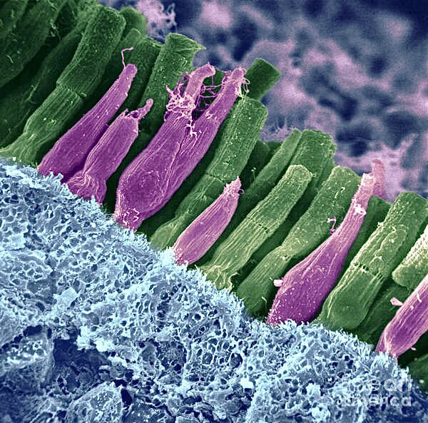 microscopicture's tweet image. electron microscope view of rods and cones of the human retina, a thin tissue layer on the inner eye responsible for sight.