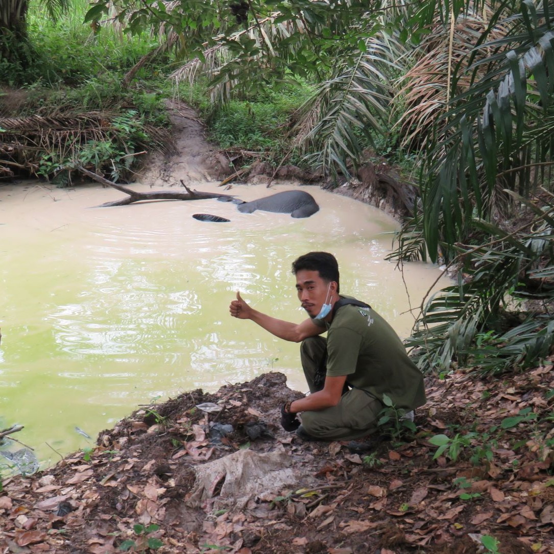 IntElephantProj's tweet photo. Today is #WorldRangerDay! 💪 Your gift of $45 will fund a #WildlifeProtectionUnit for 24 hours to monitor and #ProtectRainforest, #RescueElephants, and work with local communities. Please donate: https://t.co/8WC1MjBDTL

#InternationalElephantProject #IEP #WildlifeRangers https://t.co/cb7aPEhvts