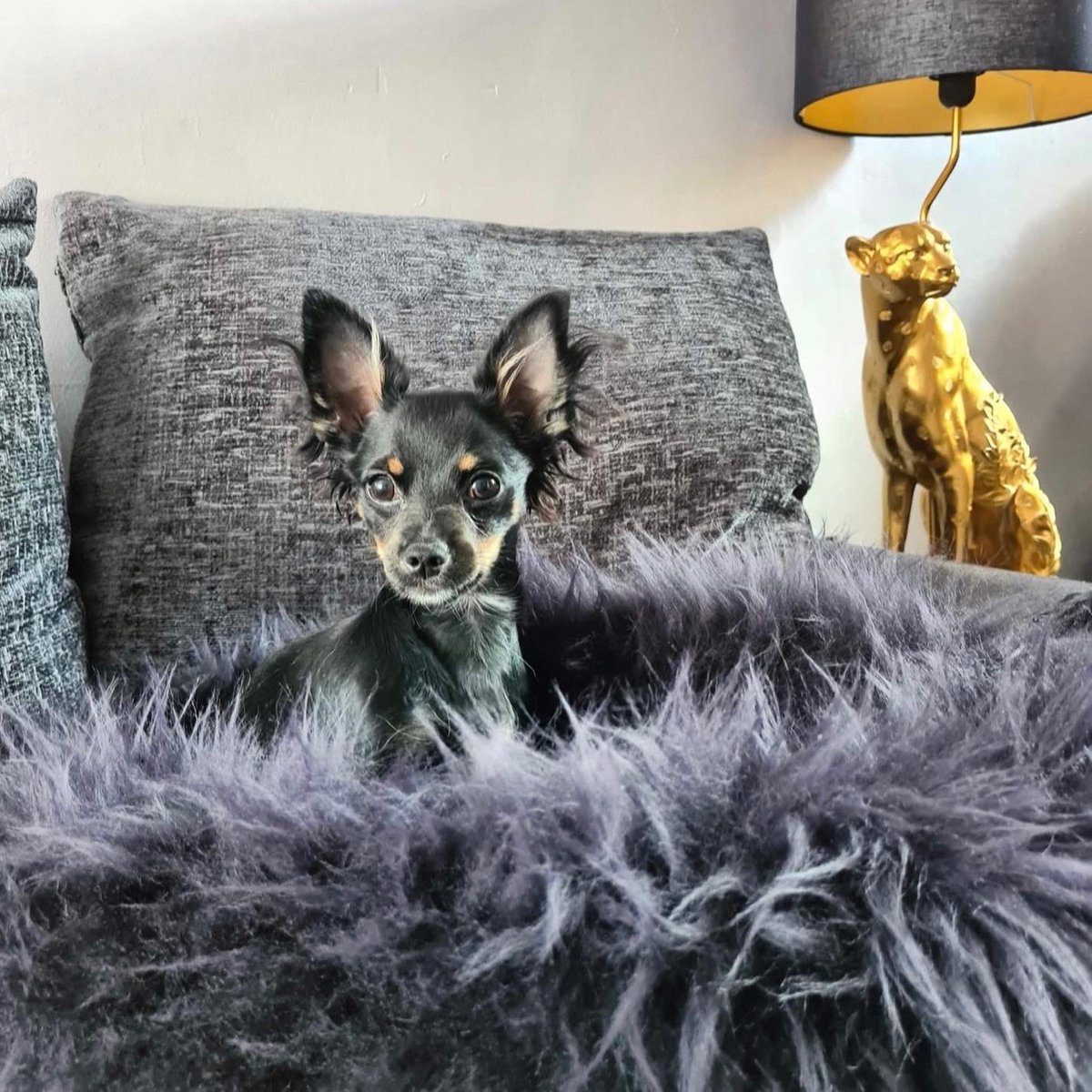 MurphyandB's tweet photo. A selection from our Instagram #sundaysnaps , are you following us there too !? #dogsoftwitter #customerpics https://t.co/oUzsjF9JSt