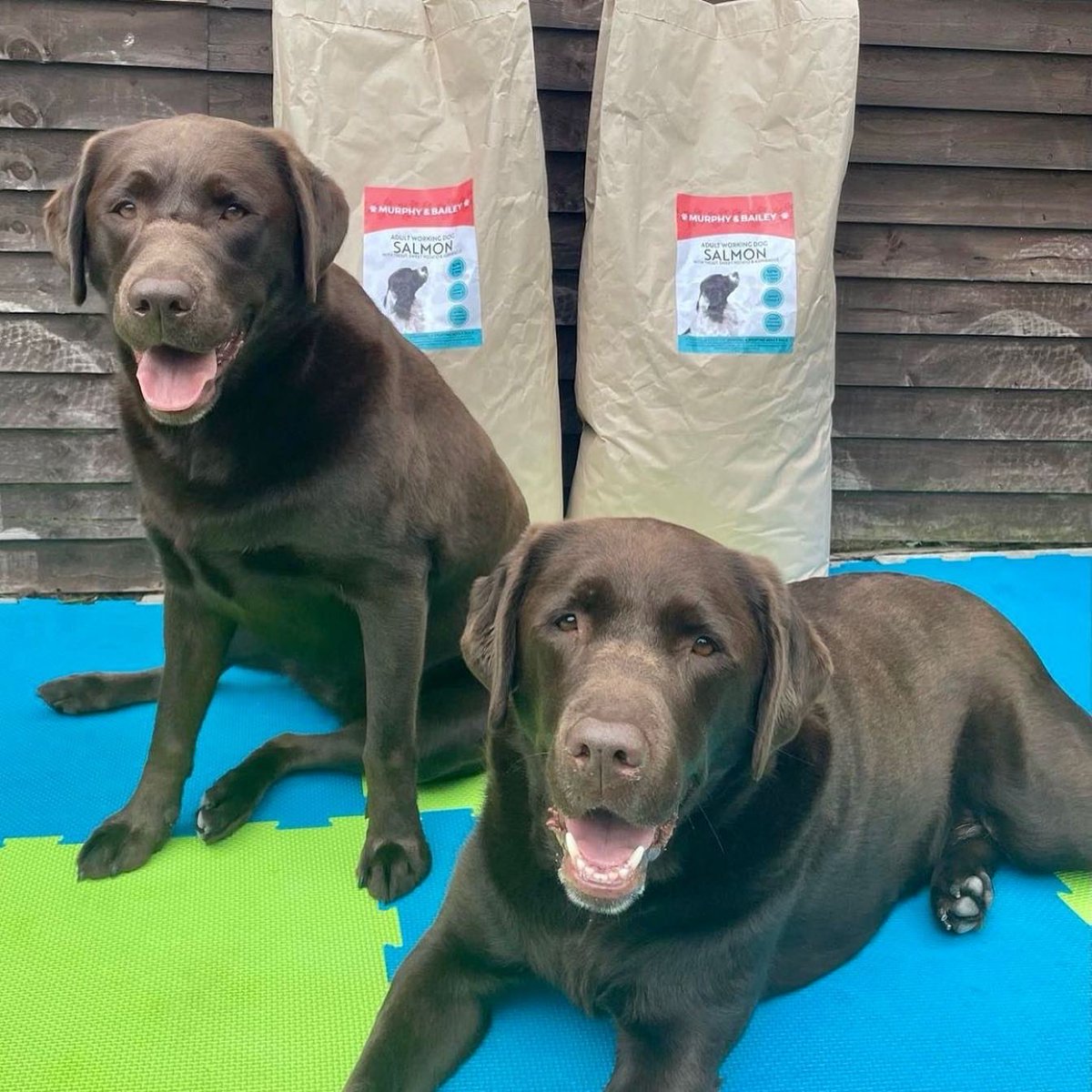 MurphyandB's tweet photo. A selection from our Instagram #sundaysnaps , are you following us there too !? #dogsoftwitter #customerpics https://t.co/oUzsjF9JSt