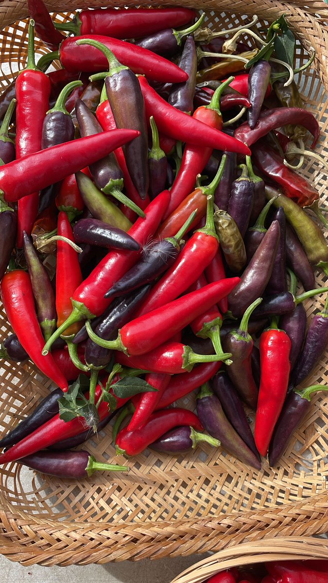 Riverdaleorganicfarm (@riverdaleorgfm) on Twitter photo Plums, gerkin and fresh chillies, what a wonderful time of year. Find us today <a href="/Londonfarmers/">LondonFarmersMarkets</a> marylebone.... Plums, gerkin and fresh chillies, what a wonderful time of year. Find us today <a href="/Londonfarmers/">LondonFarmersMarkets</a> marylebone....