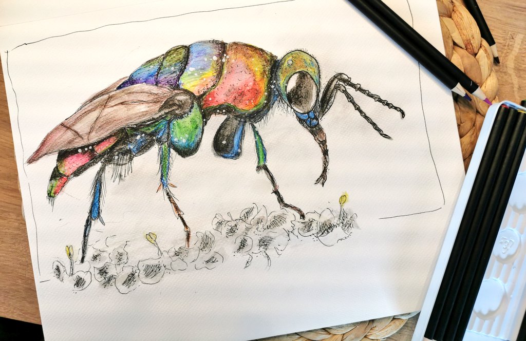 dieStiftetante's tweet photo. Es gibt auch hübsche Wespen, zum Beispiel die Bienenwolf-Goldwespe (gezeichnet mit Fineliner und Aquarellstiften) #kleineKunstklasse https://t.co/JMMhJugEhC