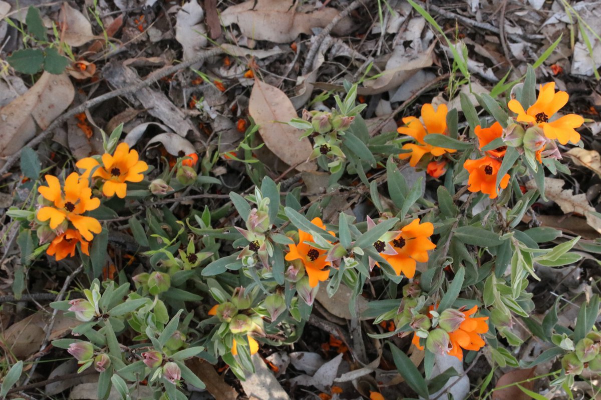 Francis Nge tweet media