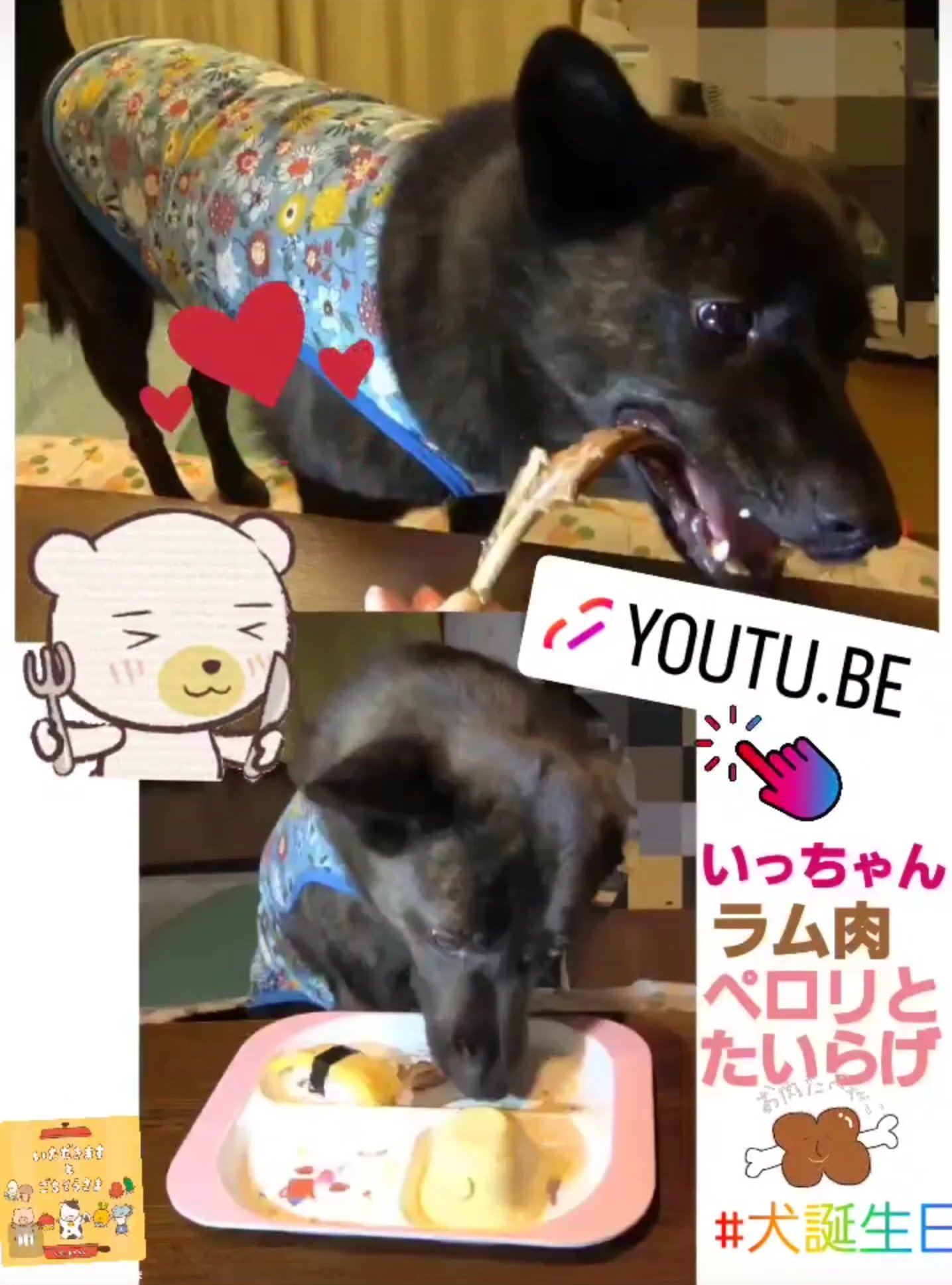 甲斐犬いち Ichi The Japanese Dog 甲斐犬 犬誕生日 鱧一瞬 ラム肉ペロリ 骨バリバリ あっという間に食べちゃいました 誕生日の動画見てくださいね T Co M6uqzfbr2n T Co Smchrbiyms Twitter