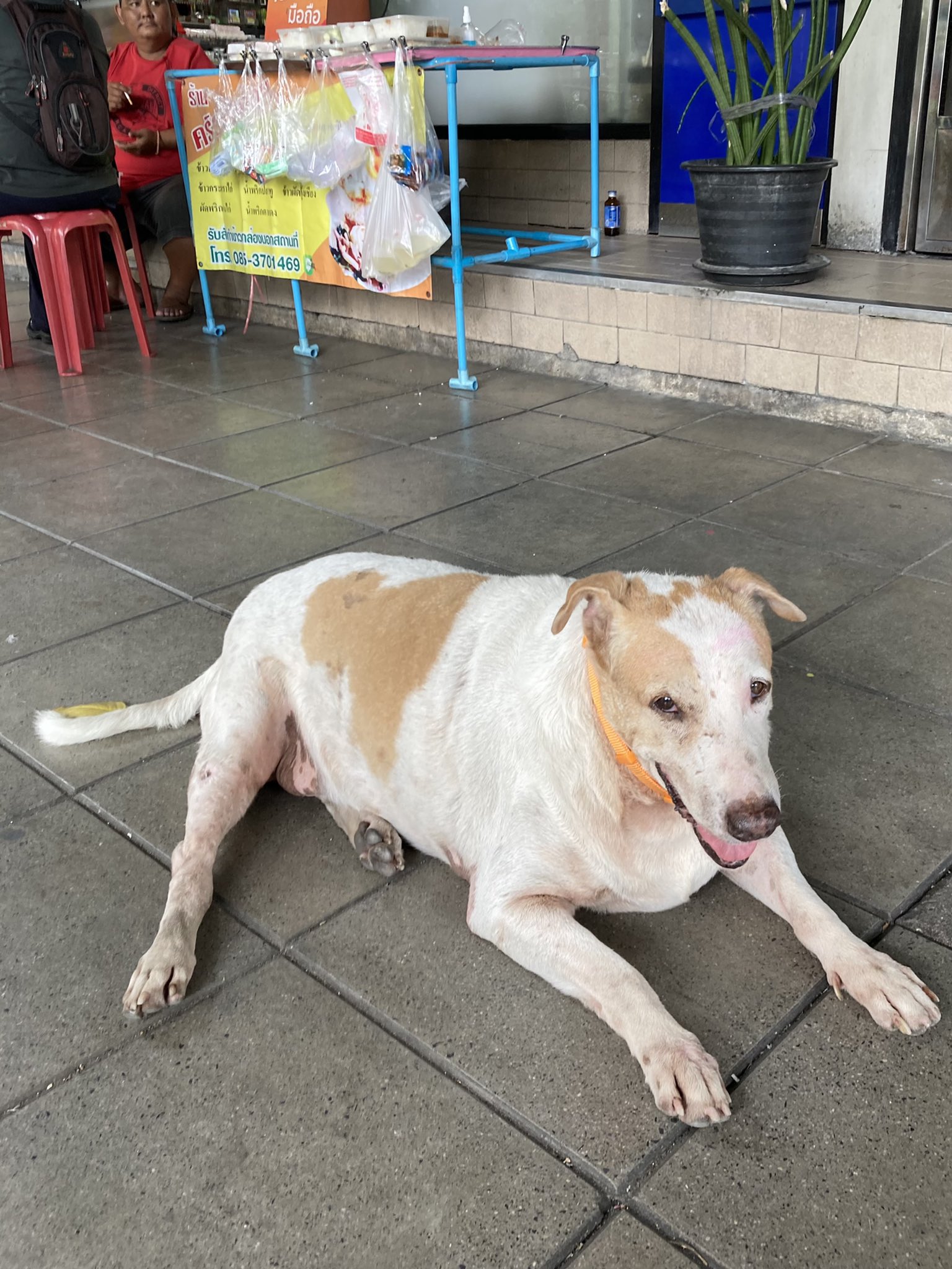 コンビニ犬 Twitter Search Twitter