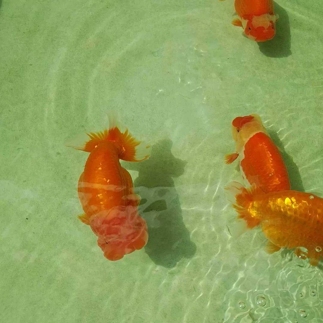 最大64 オフ らんちゅう大分 ランチュウ当歳上物1匹a 1 Www iwearparts Com