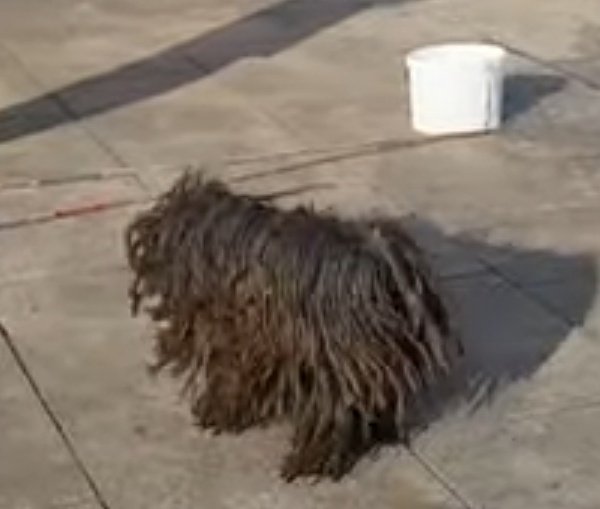 ナムさんのヒョン モップ犬の正体 プーリー ハンガリー原産 もふもふ コモンドールとよく間違いがちだが 大型でアイボリーがコモンドールで 小型でブラックやホワイトがプーリー もふもふ かわいい見た目と牧羊犬や番犬がルーツ もふもふ 皮膚